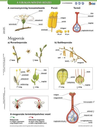 A virágos növény részei + munkaoldal tanulói munkalap- Componentele plantelor cu flori fișă de studiu și de lucru