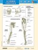 Az emberi csontváz I-II. DUO tanulói munkalap- Scheletul omului I-II. DUO fisă de studiu