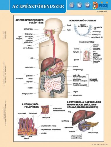 Az emésztőrendszer + Az emésztés DUO tanulói munkalap- Sistemul digestiv+ Digestia filă de studiu DUO