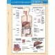 Az emésztőrendszer + Az emésztés DUO tanulói munkalap- Sistemul digestiv+ Digestia filă de studiu DUO